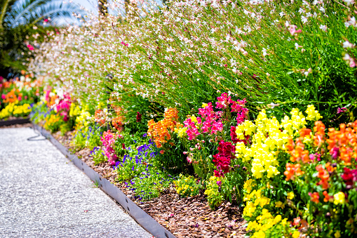 Colorful  flower bed with garden cosmos plant