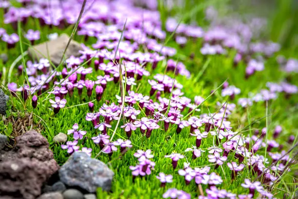 Closeup macro texture view of pink or purple cluster of many moss campion flowers in Iceland with blooming colorful petals and nobody blurry blurred background