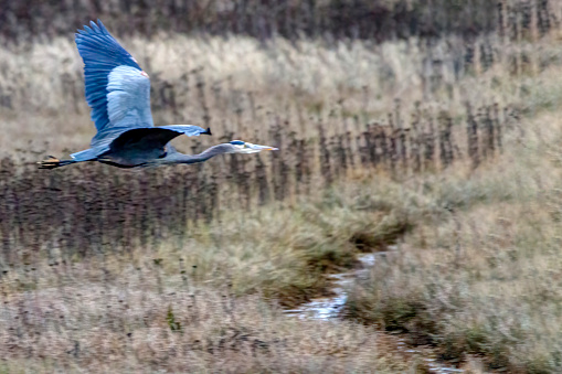 great blue heron flying over meadows, Tsawwassen, Delta, BC, Canada
