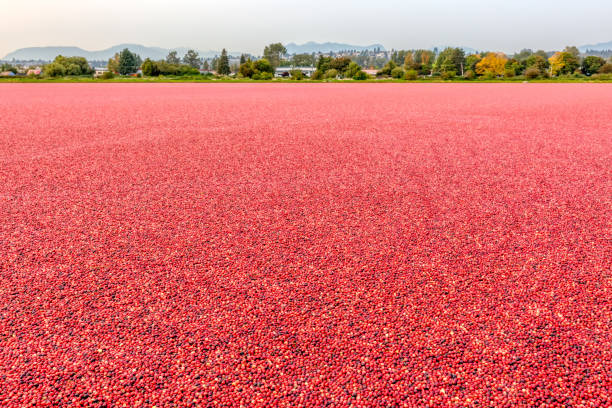 istock farm cranberry bog, Richmond, BC, Canada 1311861020
