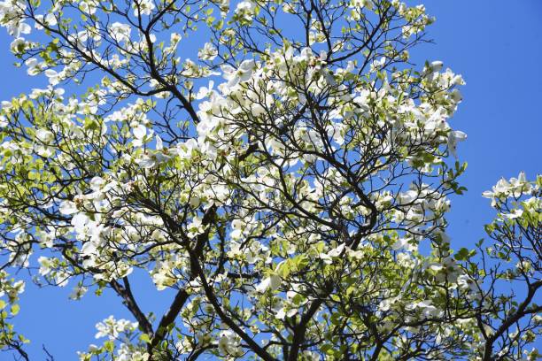 istock Dogwood blossoms 1311861718