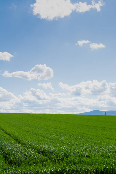 istock Green wheat field and blue sky 1311861773