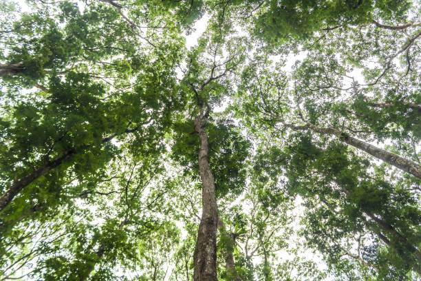 istock The tree scene is seen from below the stock photo 1311861841