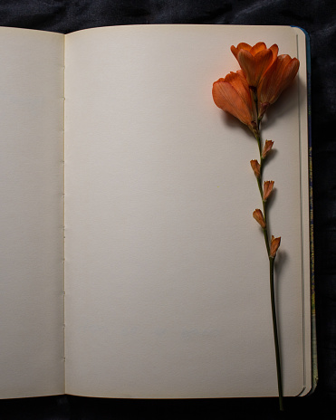 Top view of empty blank page of open notebook with orange freesia flower against a black textured background. Empty space for text. Concept of nostalgia, sadness or remembrance