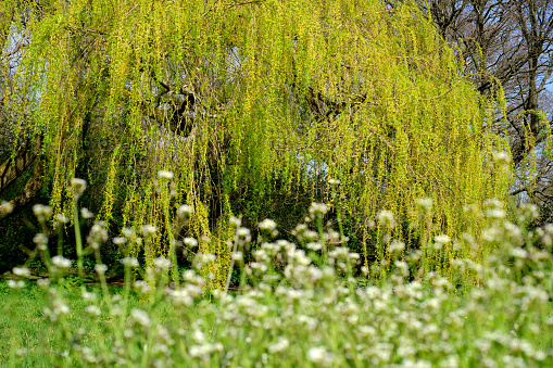 Weeping Willow Tree in the spring. Focused in the background. Blurred flowers in the foreground.
