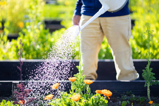 A close up of water coming out of a watering can as a farmer waters his crops.