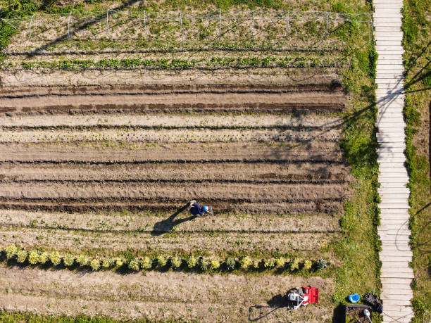 istock Drone view of a farmer plowing a field 1311865555