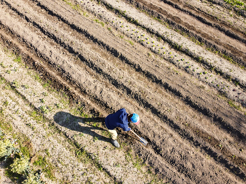 An aerial view of a farmer plowing in a farm field with a hoe.