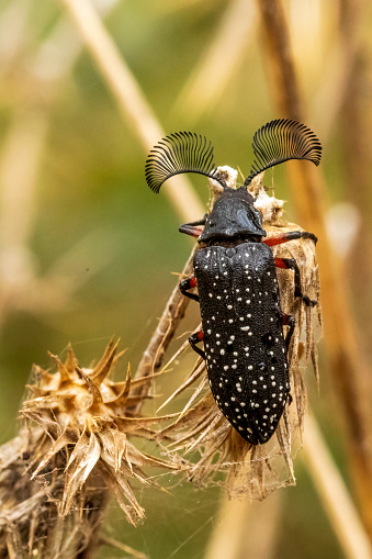 The male Feather-horned Beetle (Rhipicera femorata) has large antennae which are used to locate a female beetle when she is emitting a mating pheromone.