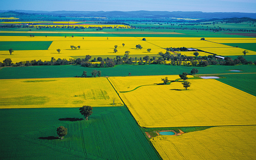 a view from the air of a large canola field in central western N.S.W. Australia.