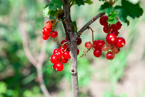 Growing red currant  . Ribes family of flowering shrubs