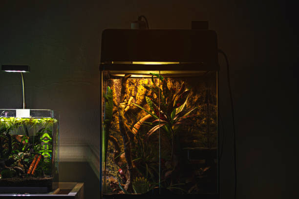 istock Terrarium and Aquarium 1311870378