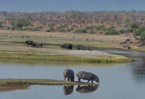 istock Hippos Keeping Company Along the Chobe River 1311873508
