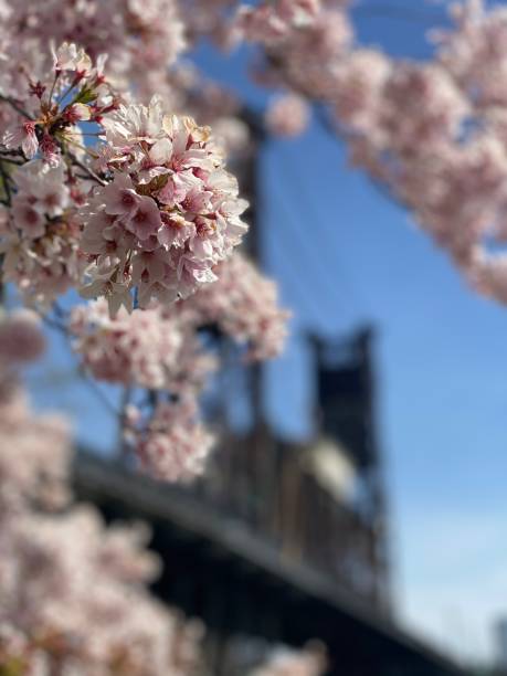istock Portland Cherry Trees 1311875811