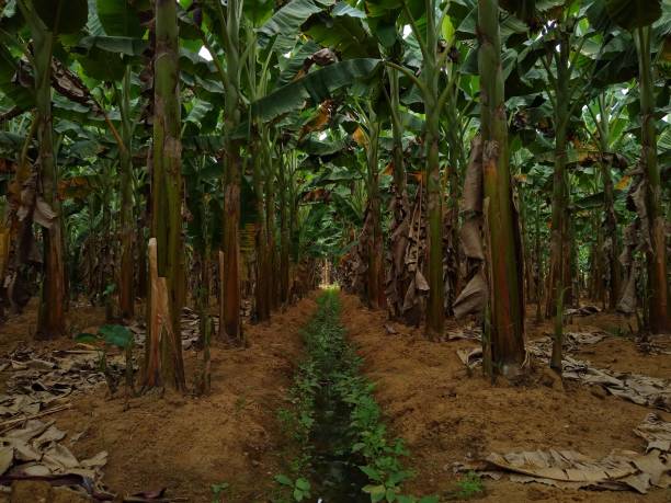 istock Plantain farming in Kerala 1311877455