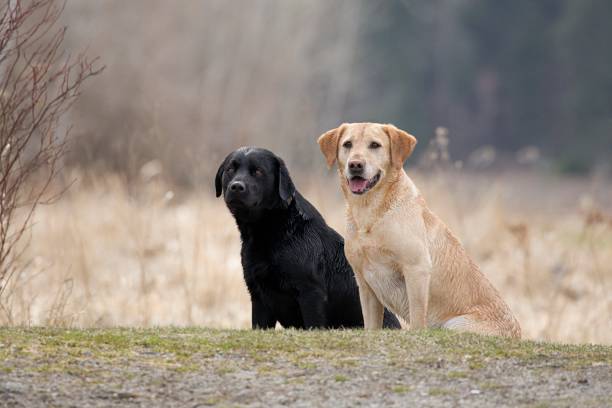 istock Bird dogs sitting in a park. 1311878942