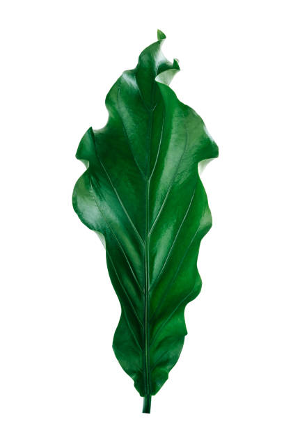 istock More beautiful exotic tropical leaves, isolated leaf background.clipping path 1311878980