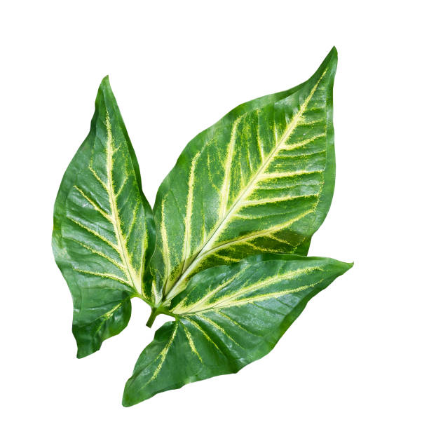 istock More beautiful exotic tropical leaves, isolated leaf background.clipping path 1311878981