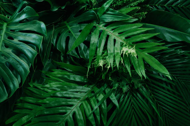 istock green leaf background, nature background concept 1311878982
