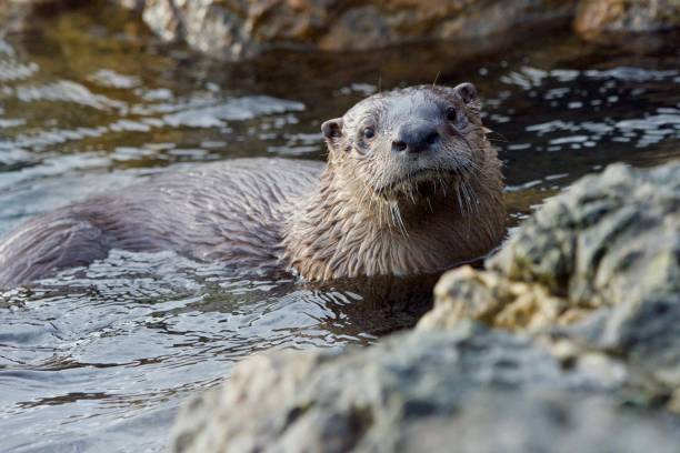 istock River otter on rocks, emerging from the sea, facing camera in winter 1311879605