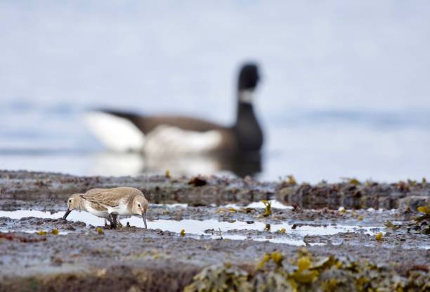 istock Two Dunlin forage on the rocky seashore while a Brant goose swims by behind 1311879673