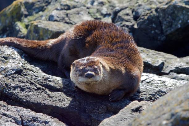 istock River otter (Lontra canadensis) lying on rocks and showing its reddish brown fur 1311879689