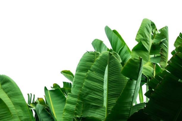 istock green banana leaf isolated on white background with clipping path for design elements, summer background, abstract green leaves texture, nature background 1311879701