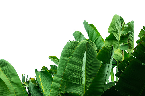 green banana leaf isolated on white background with clipping path for design elements, summer background, abstract green leaves texture, nature background