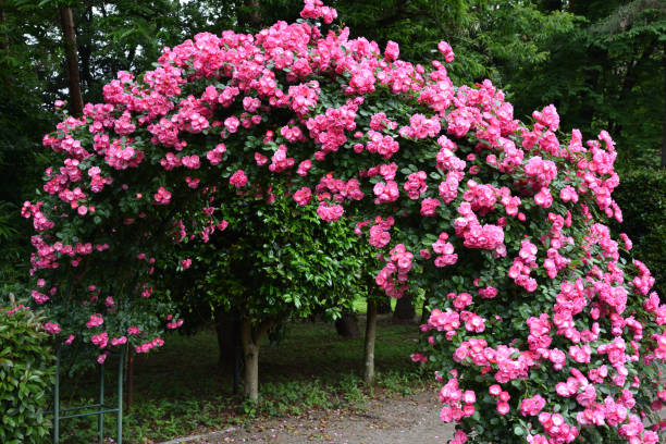 istock Gate of pink rose, angela 1311879745