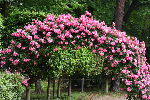 istock Gate of pink rose, angela 1311879762