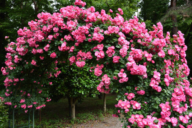 istock Gate of pink rose, angela 1311879777