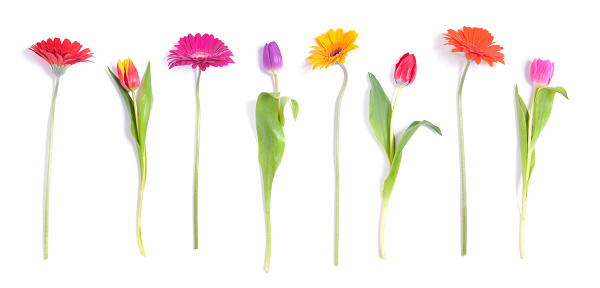 Tulips and daisies in a row isolated on white