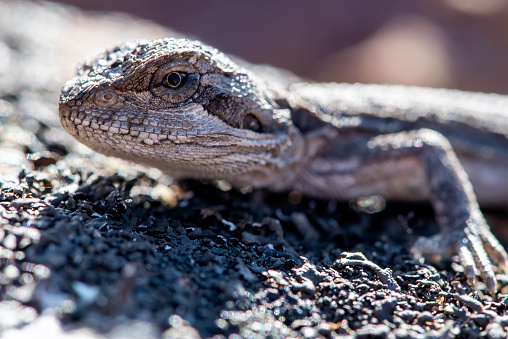 Tiny grey and black lizard close-up crawling on a rock