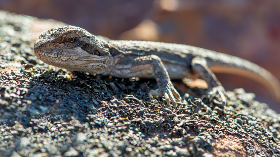 Tiny grey and black lizard close-up crawling on a rock