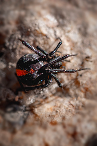 Redback or Australian Black widow spider crawling on a rock