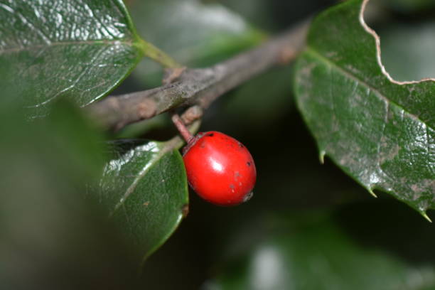 istock A red berry in the afternoon 1311882972