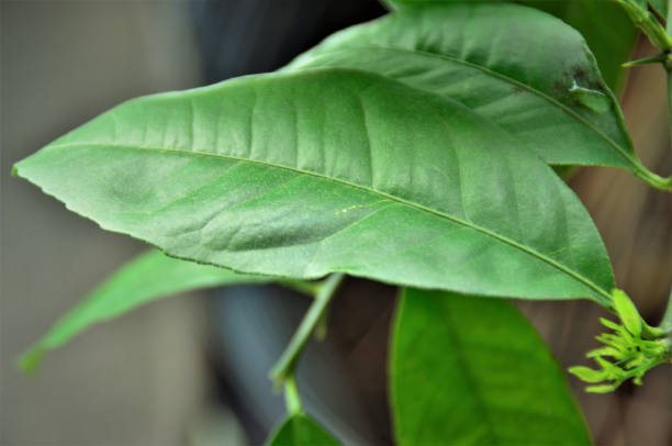 istock Citrus leaf details × limonia 1311884284