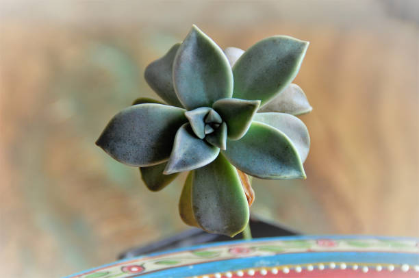 istock The Paraguayan Graptopetalum growing in the vase 1311884364