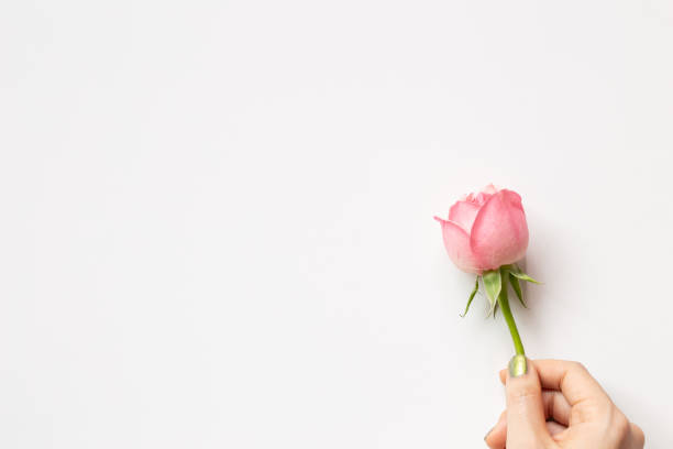 istock Hand holding pink rose flower on white background. top view, copy space 1311886790