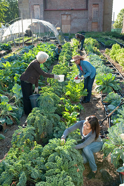 Group Working in an Urban Organic Community Garden  community vegetable garden stock pictures, royalty-free photos & images
