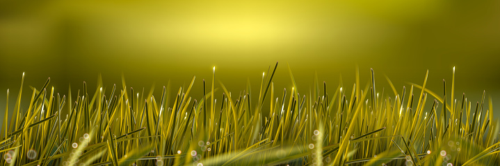 Realistic isolated zoom vector field weed grass. Can be used on flyers banners or web. 3d green grass land summer style. Vector illustration. EPS 10.