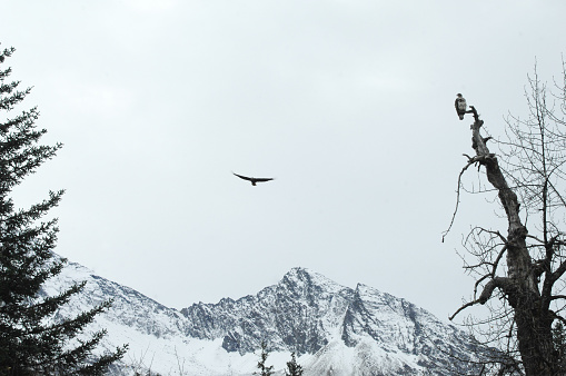 Bald eagles of Valdez, Alaska are seen with a back drop of the Chugach mountains.