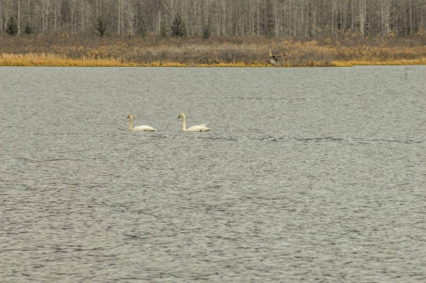 istock Swans on a Lake in Alaska 1311887511