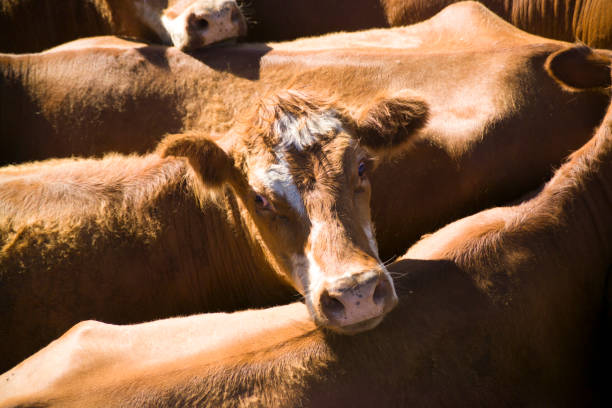istock Cattle at sale yards. 1311887604