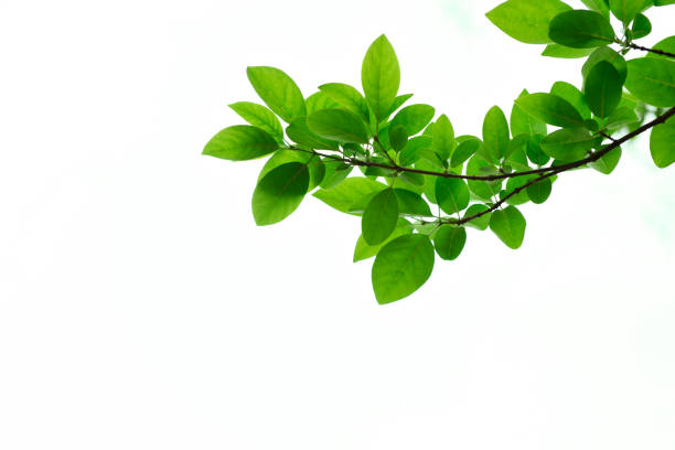 istock Close-up of backlit springtime leaves 1311889330
