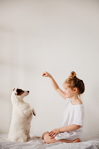 Beautiful funny kid girl feeds with the palm of hand a dog in white bed. friendship of children and pets. animal feed. Jack Russell Terrier.