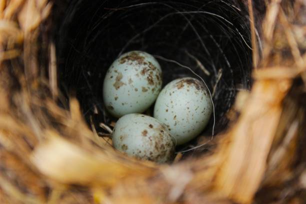 istock Birds eggs on a nest in a bush in forest. 1311890072