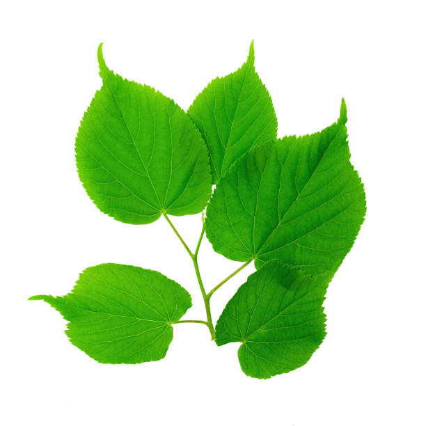 istock Green Linden leaf on white background. Full depth of field. 1311891186