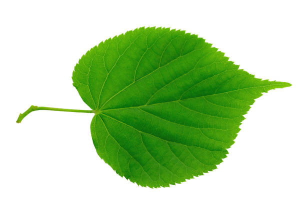 istock Green Linden leaf on white background. Full depth of field. 1311891230