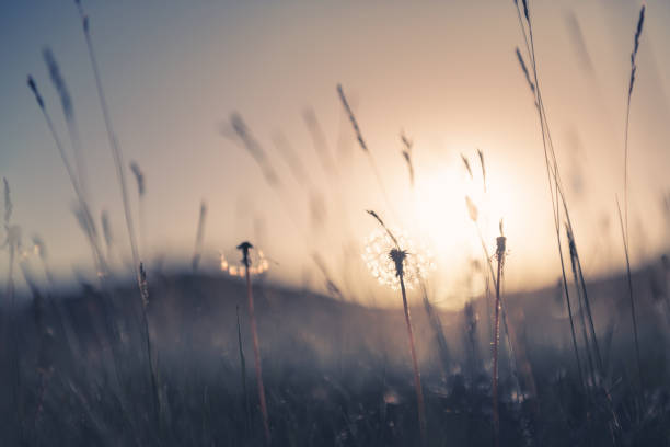 istock Wild grass with dandelions in the mountains at sunset. 1311892024